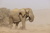African Elephant (Loxodonta africana). So-called desert elephant. Bull during a sand storm in the dry bed of the Huab river. Damaraland, Kunene Region, Namibia.