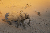 African Elephant (Loxodonta africana). So-called desert elephant. Old bull at sunrise at a sand dune. Damaraland, Kunene Region, Namibia.