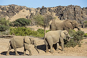 African Elephant (Loxodonta africana). So-called desert elephant. Cows feeding at the bank of the dry Huab river. Damaraland, Kunene Region, Namibia.