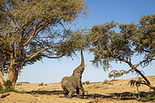 African Elephant (Loxodonta africana). So-called desert elephant. Bull, trying to reach the leaves of an acacia tree. Damaraland, Kunene Region, Namibia.