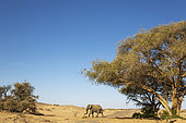African Elephant (Loxodonta africana). So-called desert elephant. Roaming an arid desert plain.. Damaraland, Kunene Region, Namibia.