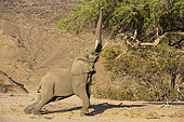African Elephant (Loxodonta africana). So-called desert elephant. Bull, trying to reach the leaves of an acacia tree in the dry bed of the Aba-Huab river. Damaraland, Kunene Region, Namibia.
