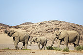 African Elephant (Loxodonta africana). So-called desert elephant. Cow on the right with two different aged calves a waterhole. In the vicinity of the Hoanib river. Damaraland, Kunene Region, Namibia.
