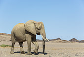 African Elephant (Loxodonta africana). So-called desert elephant. Cow at a desert plain in the vicinity of the Hoanib river. Damaraland, Kunene Region, Namibia.