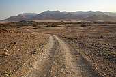 Gravel road towards the dry bed of the Ugab river. Behind the Brandberg, Namibia's highest mountain. Damaraland, Namibia.
