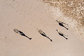 Angolan Giraffe (Giraffa giraffa angolensis). Crossing an arid desert plain. Aerial view. Drone shot. Damaraland, Kunene Region, Namibia.