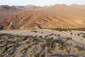 The dry bed of the Hoarusib river and adjoining badlands. Bottom an Angolan giraffe (Giraffa giraffa angolensis). Aerial view. Drone shot. Kaokoland, Kunene Region, Namibia.