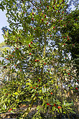 Holly (Ilex koehneana) 'Chesnut Leaf', in fruits