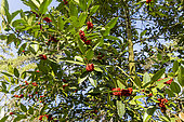 Holly (Ilex koehneana) 'Chesnut Leaf', fruits