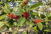 Holly (Ilex koehneana) 'Chesnut Leaf', fruits