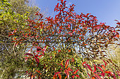 Confederate jasmine (Trachelospermum jasminoides) foliage in winter