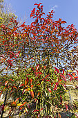 Confederate jasmine (Trachelospermum jasminoides) foliage in winter