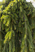 Weeping spruce (Picea abies) 'Inversa', foliage