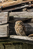 Little Owl (Athene noctua) on the roof of a ruin in spring in a meadow, Danube Delta, Romania