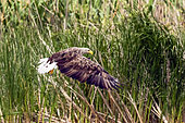White-tailed Eagle (Haliaeetus albicilla) in flight over a reed bed in spring in a flooded meadow, Danube Delta, Romania