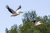 White Pelican (Pelecanus onocrotalus) 2 adults in flight in spring along an inlet, Danube Delta, Romania