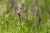 Red-backed Shrike (Lanius collurio) male on a dry shrub in spring in a meadow, Danube Delta, Romania
