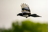 Eurasian Magpie (Pica pica) in flight with food in its beak in spring in a meadow, Danube Delta, Romania