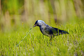 Eurasian Jackdaw (Coloeus monedula) on the ground in the grass looking for food in spring in a meadow, Danube Delta, Romania