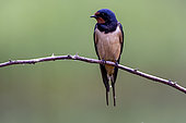Barn Swallow (Hirundo rustica) on a dry bramble branch in spring in a meadow, Danube Delta, Romania