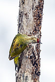 Grey-headed woodpecker (Picus canus) male looking for larvae on a dead tree trunk in winter in a forest, Danube Delta, Romania