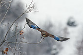 Eurasian Jay (Garrulus glandarius) in flight in winter, Balkan countryside, Bulgaria