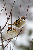 Eurasian tree sparrow (Passer montanus) on a shrub in winter, Balkan Campaign, Bulgaria