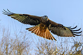 Red Kite (Milvus milvus) in front flight against a blue sky in winter, clearing on the edge of a forest, near Toul, Lorraine, France