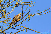 Red kite (Milvus milvus) in a tree against a blue sky in winter, clearing on the edge of a forest, near Toul, Lorraine, France