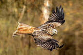 Red kite (Milvus milvus) in flight seen from above in winter, clearing on the edge of a forest, near Toul, Lorraine, France