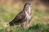 Common Buzzard (Buteo buteo) on the ground in grass in winter, clearing on the edge of a forest near Toul, Lorraine, France