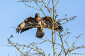 Common Buzzard (Buteo buteo) open wings at the top of a tree against a blue winter sky, clearing at the edge of a forest near Toul, Lorraine, France
