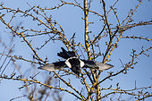 Black-billed Magpie (Pica pica) flying in a tree in winter, Glade on the edge of a forest, near Toul, Lorraine, France
