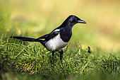 Black-billed Magpie (Pica pica) on the ground in the grass in winter, clearing on the edge of a forest, near Toul, Lorraine, France