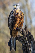 Red kite (Milvus milvus) on a dead tree in winter, clearing on the edge of a forest, near Toul, Lorraine, France