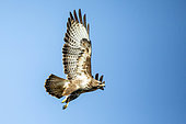 Common Buzzard (Buteo buteo) in flight against a blue winter sky, clearing at the edge of a forest near Toul, Lorraine, France