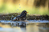Blackbird (Turdus merula) male bathing in a puddle in winter, forest glade near Toul, Lorraine, France
