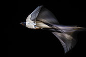 Barn Swallow (Hirundo rustica) Adult flying through a window, Salamanca, Castilla y Leon, España
