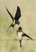 Barn Swallow (Hirundo rustica) Adult feeding a chick, Salamanca, Castilla y Leon, España