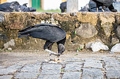 Black vultures (Coragyps atratus) feeding on garbage in a street in Paraty, Rio de Janeiro State, Brazil