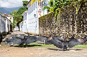Black vultures (Coragyps atratus) sun bathing with open wings, Paraty, Rio de Janeiro State, Brazil