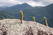 Cactuses (Coleocephalocereus sp.) growing on rock, Ilhabela, Sao Paulo State, Brazil