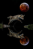 Red fox (Vulpes vulpes) jumping over water under the moon at night, Salamanca, Spain