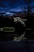 Red fox (Vulpes vulpes) jumping over water at night, Salamanca, Spain