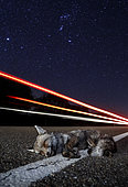 Red fox (Vulpes vulpes) kill at the edge of a road at night, Salamanca, Spain