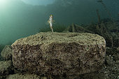 Freshwater blenny ((Salaria fluviatilis) male swimming, a species of fish in the family Blenniidae. Lugano lake, Ticino, Switzerland