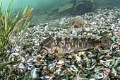 Freshwater blenny (Salaria fluviatilis) male on bottom, a species of fish in the family Blenniidae. Lugano lake, Ticino, Switzerland