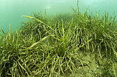 (Vallisneria spiralis) freshwater aquatic plant, commonly called eelgrass, tape grass or vallis. Lugano lake, Ticino, Switzerland