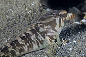 Freshwater blenny (Salaria fluviatilis) male on bottom, a species of fish in the family Blenniidae. Lugano lake, Ticino, Switzerland
