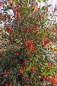 Fraser Photinia (Photinia x fraseri) 'Red Robin', foliage